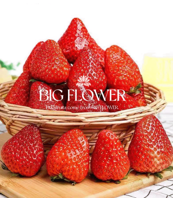 No.99 Strawberry